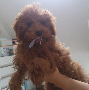 f:id:dog_life_saving:20130517234312j:image