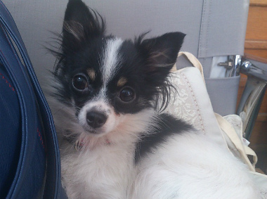 f:id:dog_life_saving:20130517235158j:image