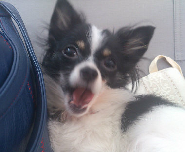 f:id:dog_life_saving:20130517235159j:image