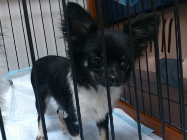 f:id:dog_life_saving:20130518064410j:image