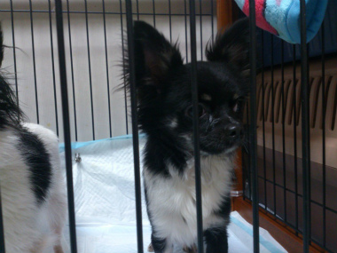 f:id:dog_life_saving:20130518064411j:image