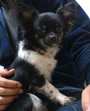 f:id:dog_life_saving:20130518064412j:image