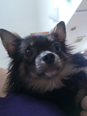 f:id:dog_life_saving:20130608211925j:image