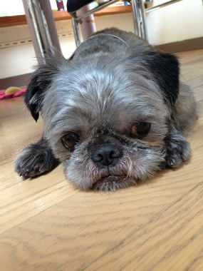 f:id:dog_life_saving:20130608212953j:image