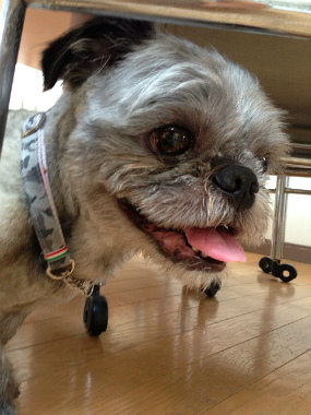 f:id:dog_life_saving:20130608212954j:image