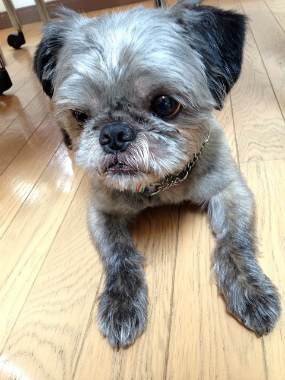 f:id:dog_life_saving:20130608212956j:image