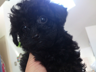 f:id:dog_life_saving:20130614042505j:image