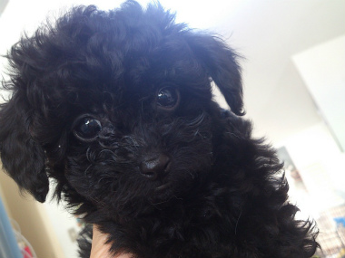 f:id:dog_life_saving:20130614042506j:image