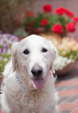 f:id:dog_life_saving:20130626190915j:image