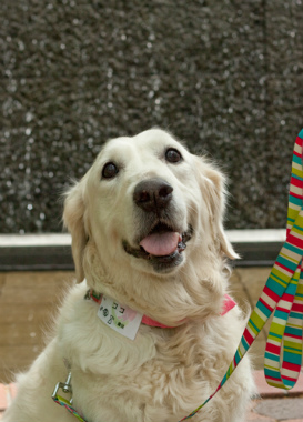 f:id:dog_life_saving:20130626190916j:image