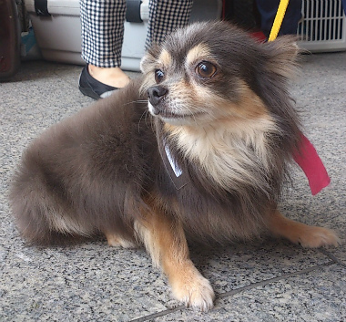 f:id:dog_life_saving:20130709231559j:image