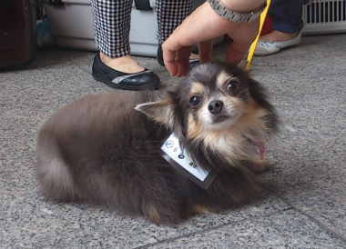 f:id:dog_life_saving:20130709231600j:image