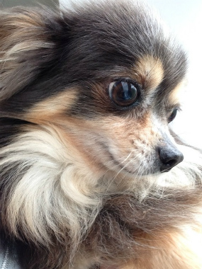 f:id:dog_life_saving:20130709231601j:image