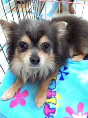 f:id:dog_life_saving:20130709231602j:image