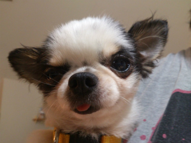 f:id:dog_life_saving:20130709233104j:image