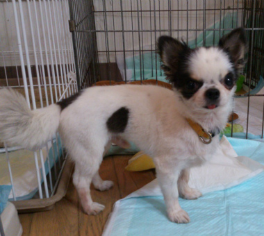 f:id:dog_life_saving:20130709233105j:image