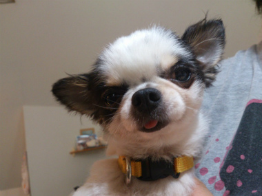 f:id:dog_life_saving:20130709233107j:image