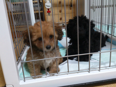 f:id:dog_life_saving:20130713194625j:image