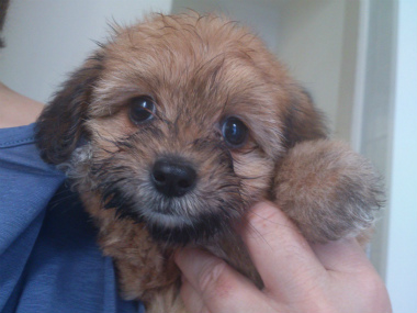 f:id:dog_life_saving:20130713194626j:image