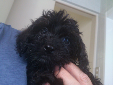 f:id:dog_life_saving:20130713195641j:image