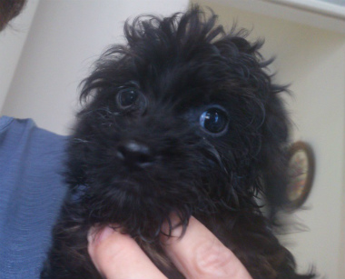 f:id:dog_life_saving:20130713195642j:image