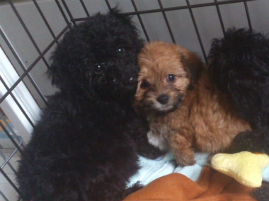 f:id:dog_life_saving:20130713200335j:image