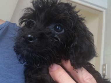 f:id:dog_life_saving:20130713200336j:image