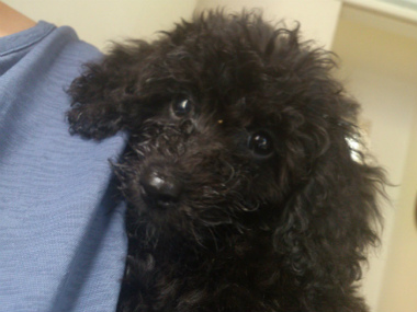 f:id:dog_life_saving:20130713200337j:image