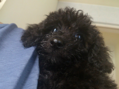f:id:dog_life_saving:20130713200338j:image