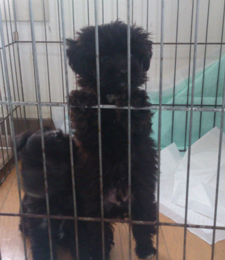 f:id:dog_life_saving:20130713201716j:image
