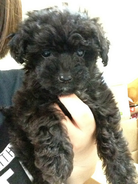 f:id:dog_life_saving:20130713201717j:image