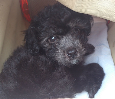 f:id:dog_life_saving:20130713202708j:image