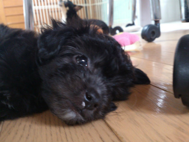 f:id:dog_life_saving:20130713202709j:image