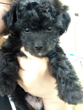 f:id:dog_life_saving:20130713202710j:image
