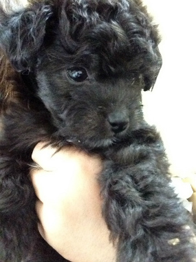 f:id:dog_life_saving:20130713202711j:image