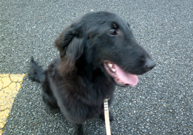 f:id:dog_life_saving:20130714090049j:image