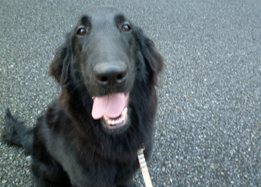 f:id:dog_life_saving:20130714090050j:image