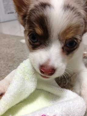 f:id:dog_life_saving:20130718211150j:image