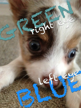 f:id:dog_life_saving:20130718211151j:image