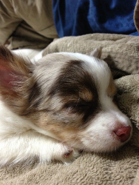 f:id:dog_life_saving:20130718211152j:image