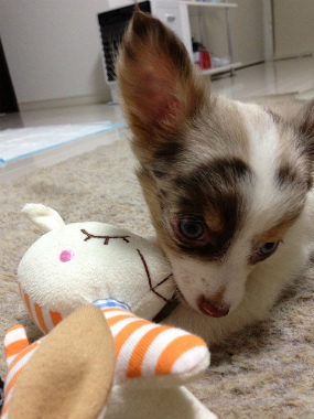 f:id:dog_life_saving:20130718211153j:image