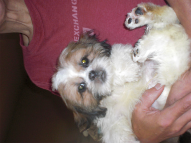 f:id:dog_life_saving:20130728210126j:image