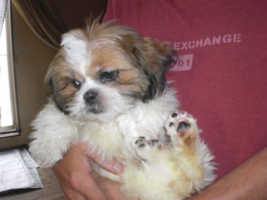 f:id:dog_life_saving:20130728210127j:image