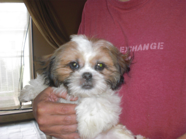 f:id:dog_life_saving:20130728210128j:image