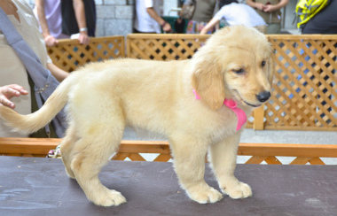 f:id:dog_life_saving:20130804083144j:image