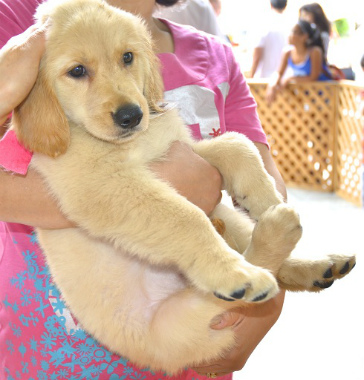 f:id:dog_life_saving:20130804083145j:image