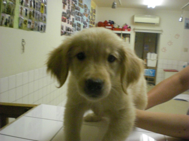 f:id:dog_life_saving:20130804093309j:image