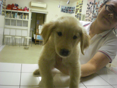 f:id:dog_life_saving:20130804093310j:image
