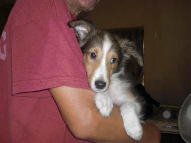 f:id:dog_life_saving:20130804093443j:image
