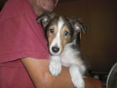 f:id:dog_life_saving:20130804093445j:image
